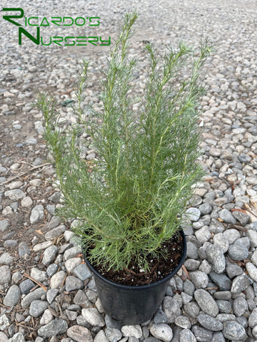 Artemisia californica  (California Sagebrush)