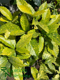 Aucuba japonica 'Variegata' (Gold Dust Plant)