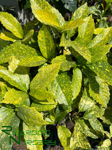 aucuba plant indoors Aucuba japonica 'Variegata' (Gold Dust Plant) – Ricardo's Nursery