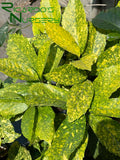 Aucuba japonica 'Variegata' (Gold Dust Plant)