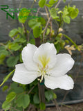 Bauhinia Alba (White Orchid Tree)