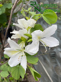 Bauhinia Alba (White Orchid Tree)