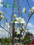 Bauhinia Alba (White Orchid Tree)