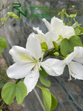 Bauhinia Alba (White Orchid Tree)