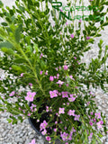 Boronia crenulata 'Shark Bay'