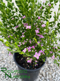 Boronia crenulata 'Shark Bay'