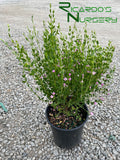 Boronia crenulata 'Shark Bay'