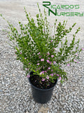 Boronia crenulata 'Shark Bay'