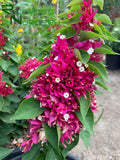 Bougainvillea 'Pink Pixie'