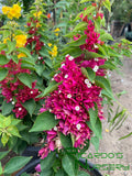 Bougainvillea 'Pink Pixie'