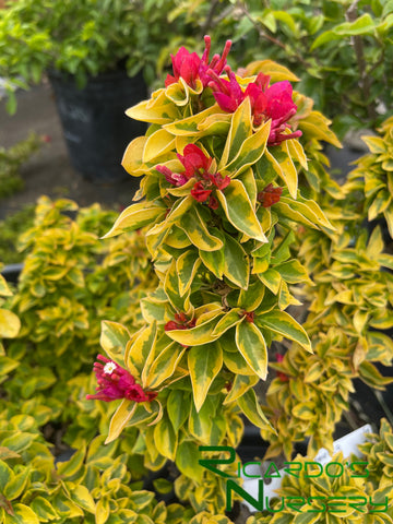 Bougainvillea 'Pixie Queen'