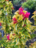 Bougainvillea 'Pixie Queen'