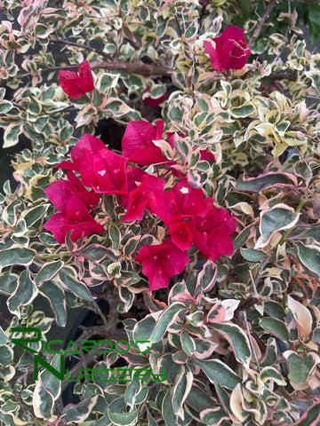 Bougainvillea 'Raspberry Ice'