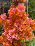 Bougainvillea 'Sundown Orange'