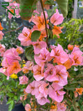 Bougainvillea 'Sundown Orange'