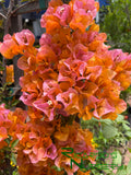 Bougainvillea 'Sundown Orange'