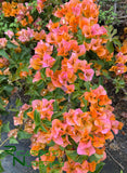 Bougainvillea 'Sundown Orange'