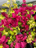 Bougainvillea 'Sunstone Red'