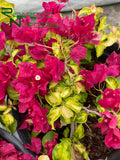 Bougainvillea 'Sunstone Red'