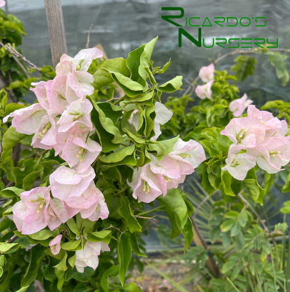 Bougainvillea 'Vera White' – Ricardo's Nursery