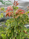Calliandra haematocephala  (Red Powder Puff)