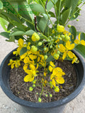 Cassia fistula  (Golden Shower Tree)