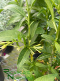 Cestrum nocturnum   (Night Blooming Jasmine)