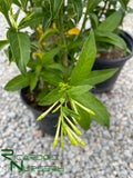 Cestrum nocturnum   (Night Blooming Jasmine)