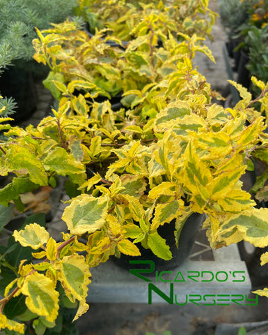 Cistus 'Mickie'  (Variegated Rockrose)