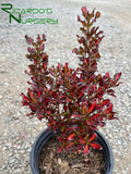 Coprosma 'Pacific Sunset'  (Mirror Plant)