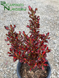 Coprosma 'Pacific Sunset'  (Mirror Plant)