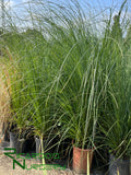 Cortaderia selloana  (Pampas Grass)