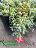 Cotyledon pendens