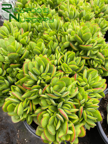 house plant maker Crassula 'Money Maker' – Ricardo's Nursery