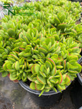 Crassula 'Money Maker'