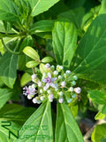 Dichroa febrifuga (Blue Evergreen Hydrangea)