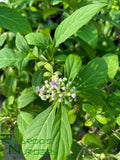 Dichroa febrifuga (Blue Evergreen Hydrangea)