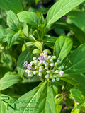 Dichroa febrifuga (Blue Evergreen Hydrangea)