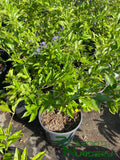 Duranta erecta  (Skyflower)