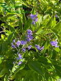 Duranta erecta  (Skyflower)