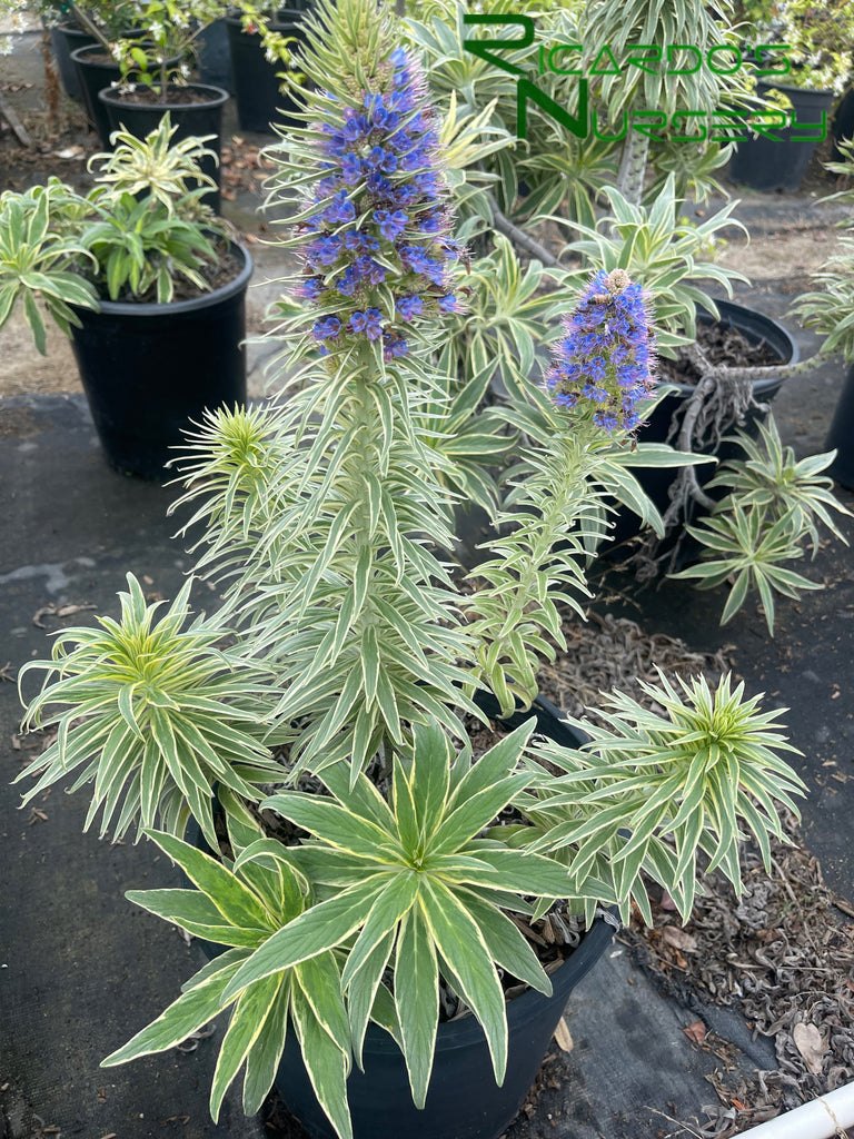 Echium Candicans Star Of Madeira Variegated Pride Of Madeira echium-candicans-star-of-madeira-variegated-pride-of-madeira