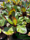 Ensete Maurelii  (Red Banana)