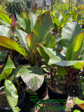 Ensete Maurelii  (Red Banana)