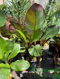 Ensete Maurelii  (Red Banana)