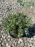 Eriogonum arborescens  (Santa Cruz Island Buckwheat)