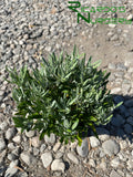 Eriogonum arborescens  (Santa Cruz Island Buckwheat)