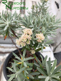 Eriogonum arborescens  (Santa Cruz Island Buckwheat)