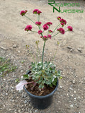 Eriogonum grande var. rubescens (Red Buckwheat)