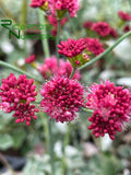 Eriogonum grande var. rubescens (Red Buckwheat)