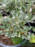 Eriogonum grande var. rubescens (Red Buckwheat)